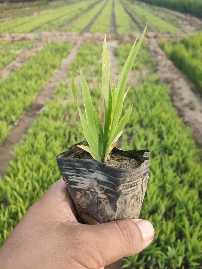 大量现货营养杯蓝花鸢尾，地栽鸢尾