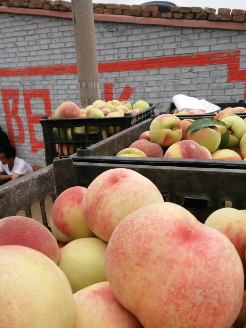 毛桃，沙红毛桃，量大，个头大，味道好
