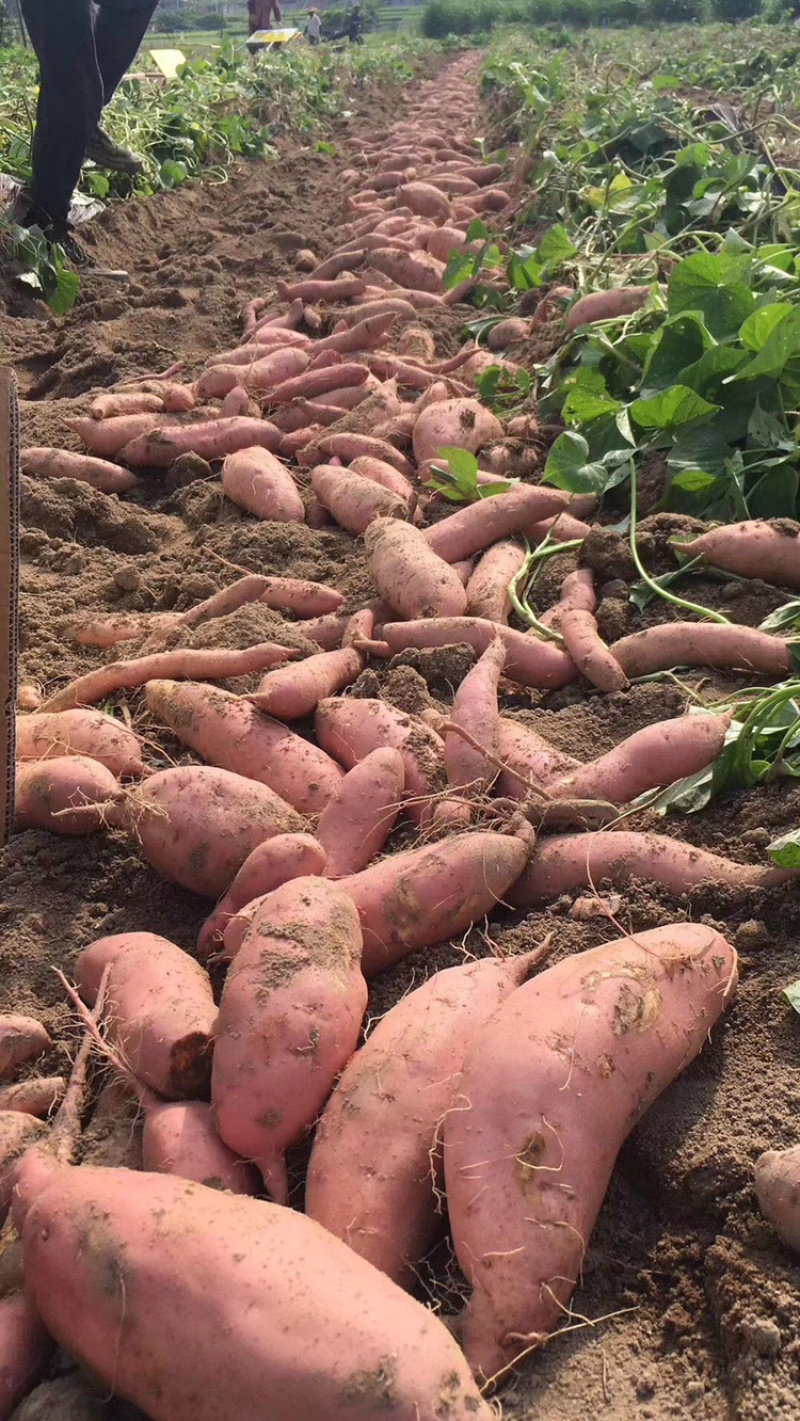 福建纯沙龙薯九，质好价优，大量供货中