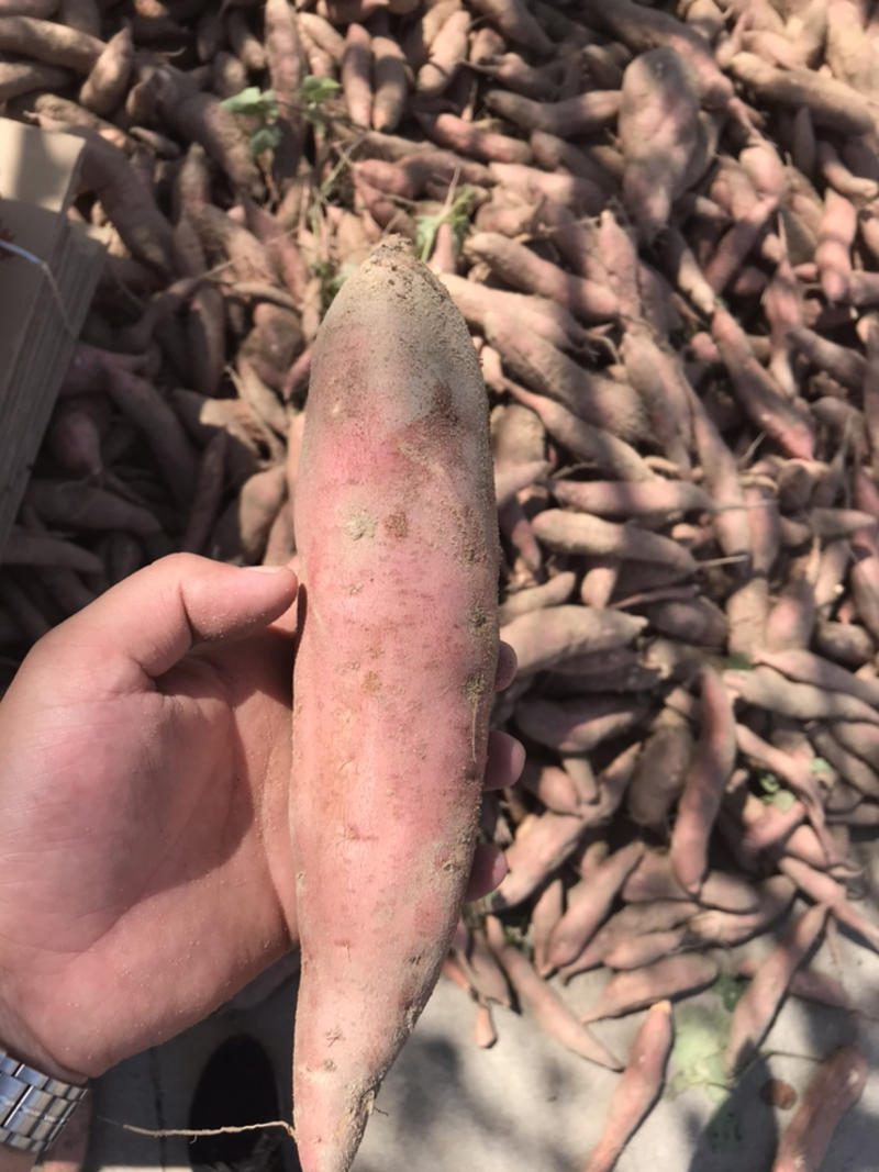 福建沙地北京红薯，产地直销，质好价优大量供货中