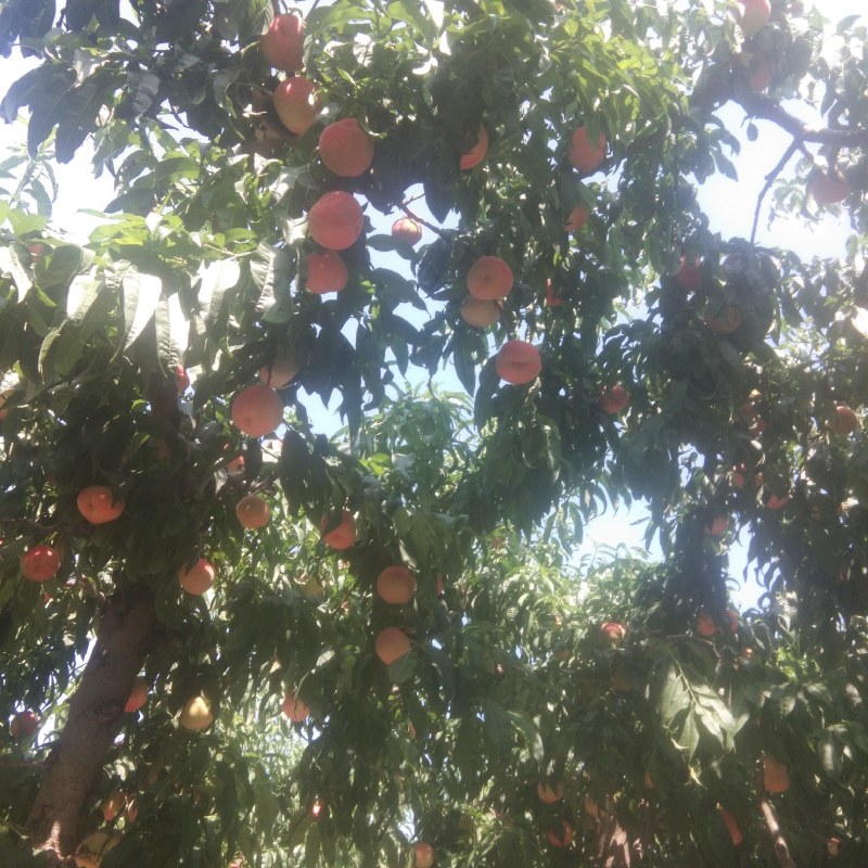 沙红纸袋