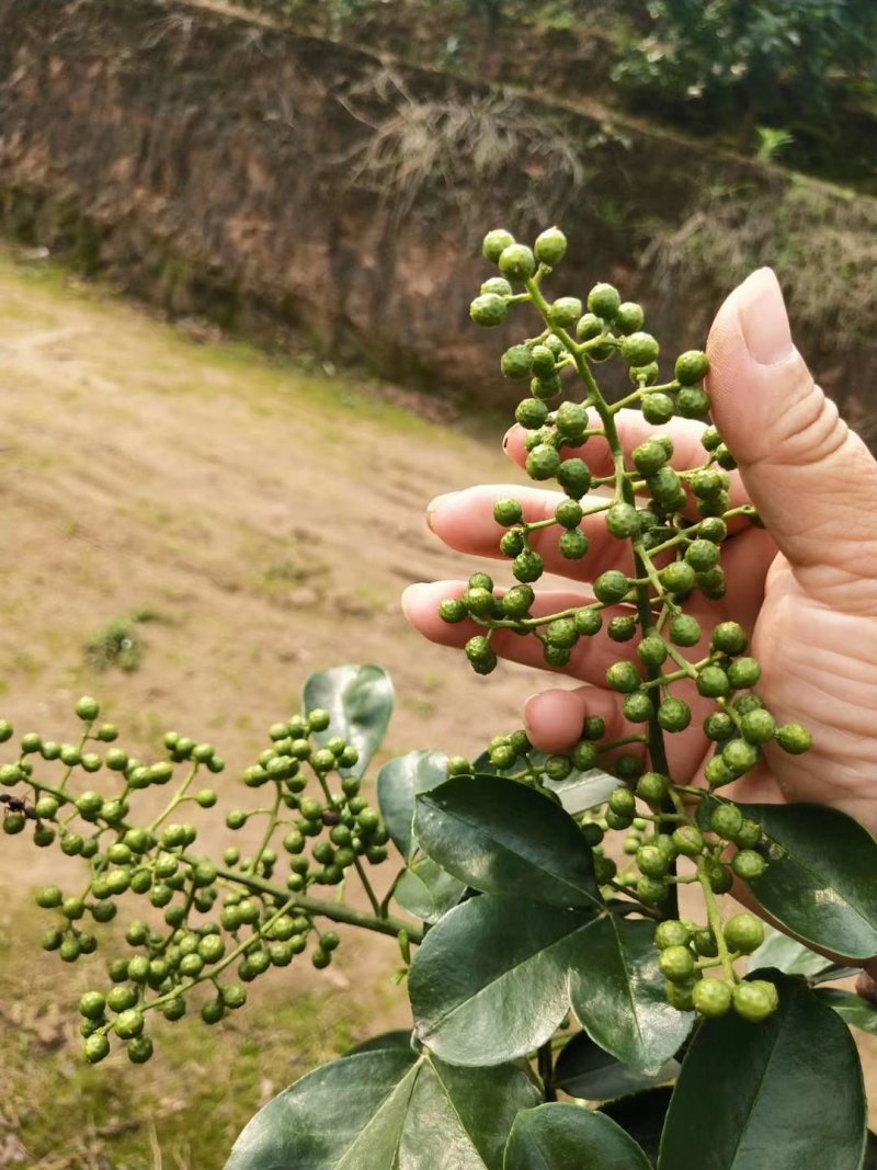 正宗重庆九叶青花椒苗无刺花青花椒苗大红袍花椒