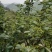 正宗重庆九叶青花椒苗无刺花青花椒苗大红袍花椒