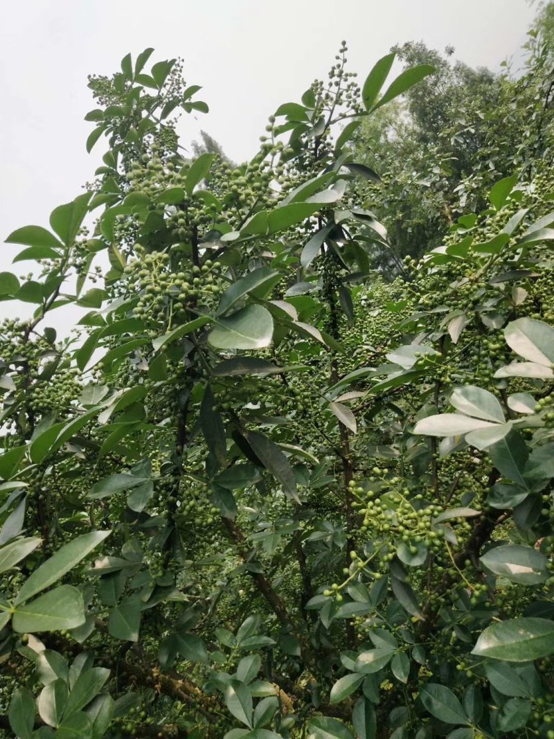 正宗重庆九叶青花椒苗无刺花青花椒苗大红袍花椒