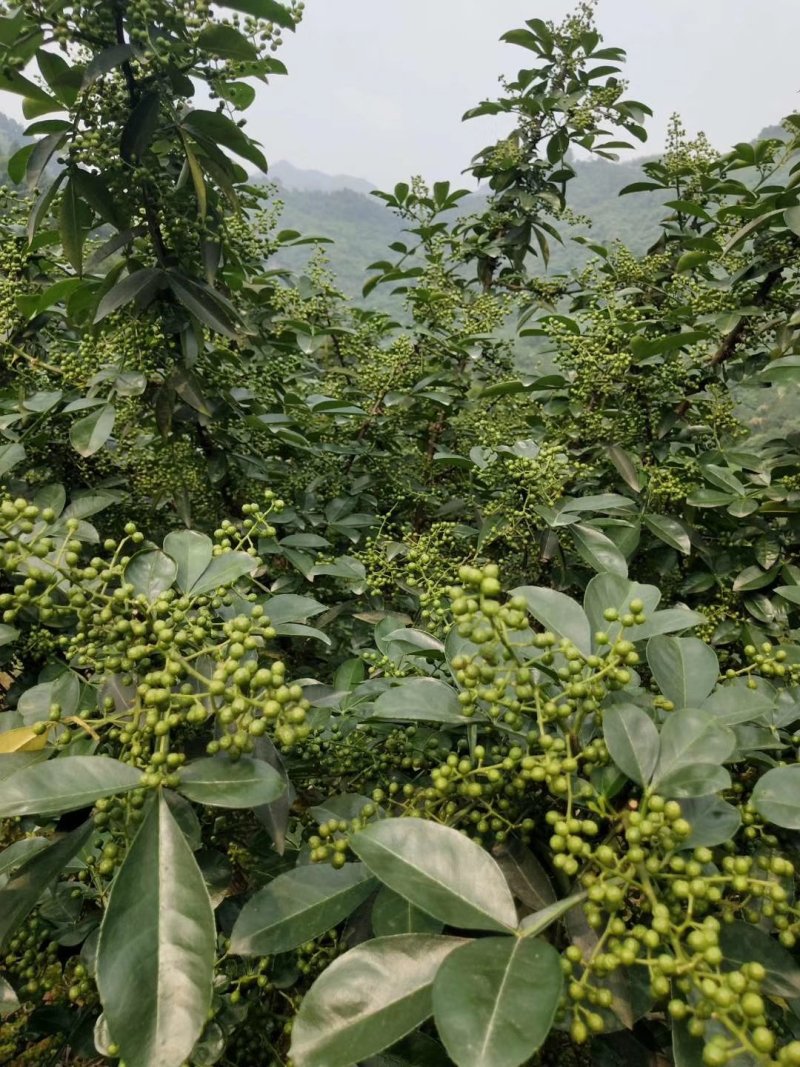 正宗重庆九叶青花椒苗无刺花青花椒苗大红袍花椒