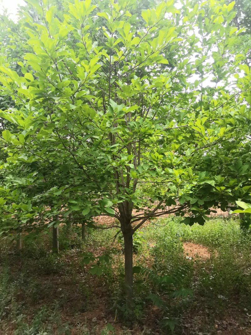 玉兰树