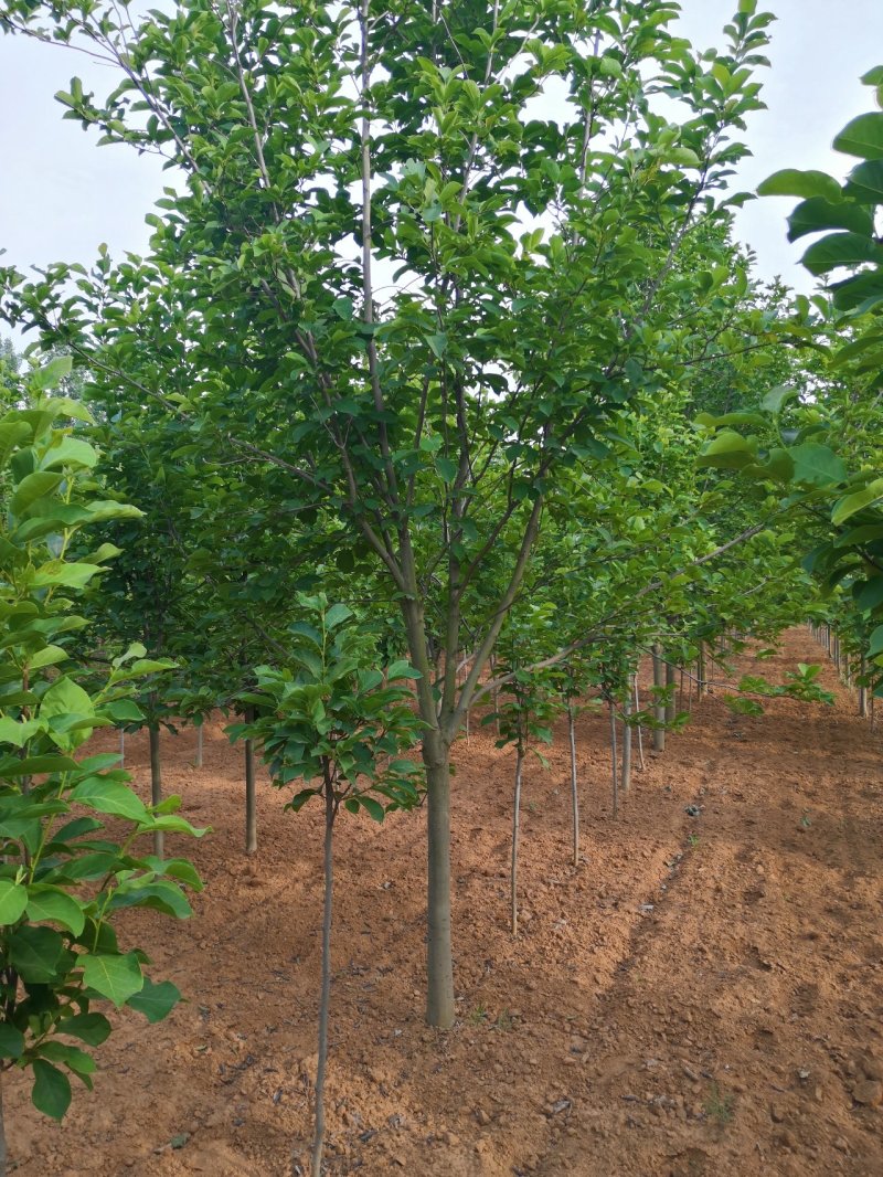 玉兰树