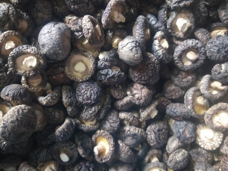 【精选】河南洛阳冬菇干香菇香菇产地直发品质保证