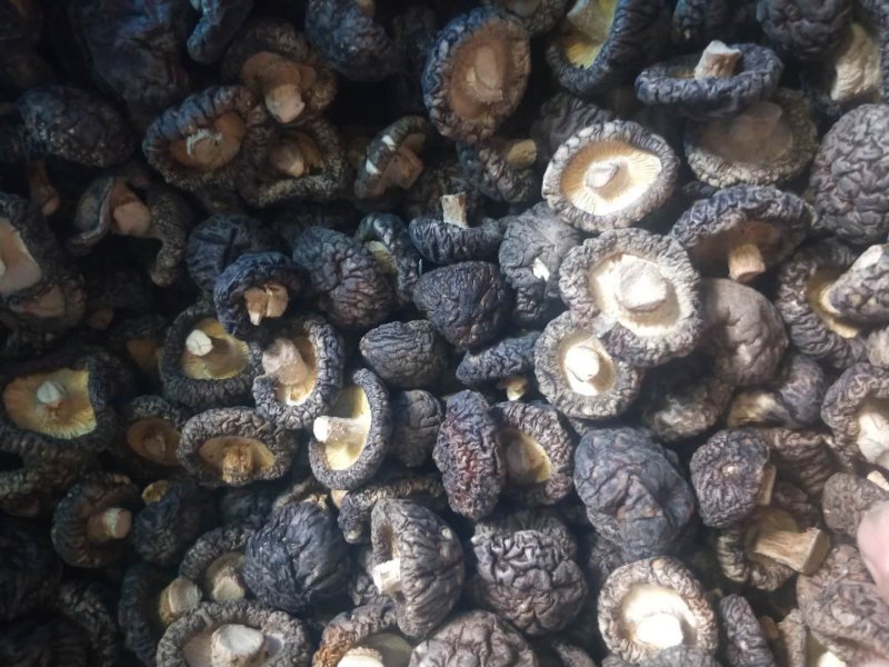 【精选】河南洛阳冬菇干香菇香菇产地直发品质保证