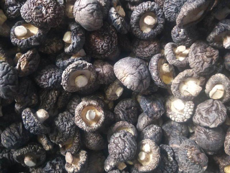 【精选】河南洛阳冬菇干香菇香菇产地直发品质保证