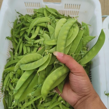 何兰豆