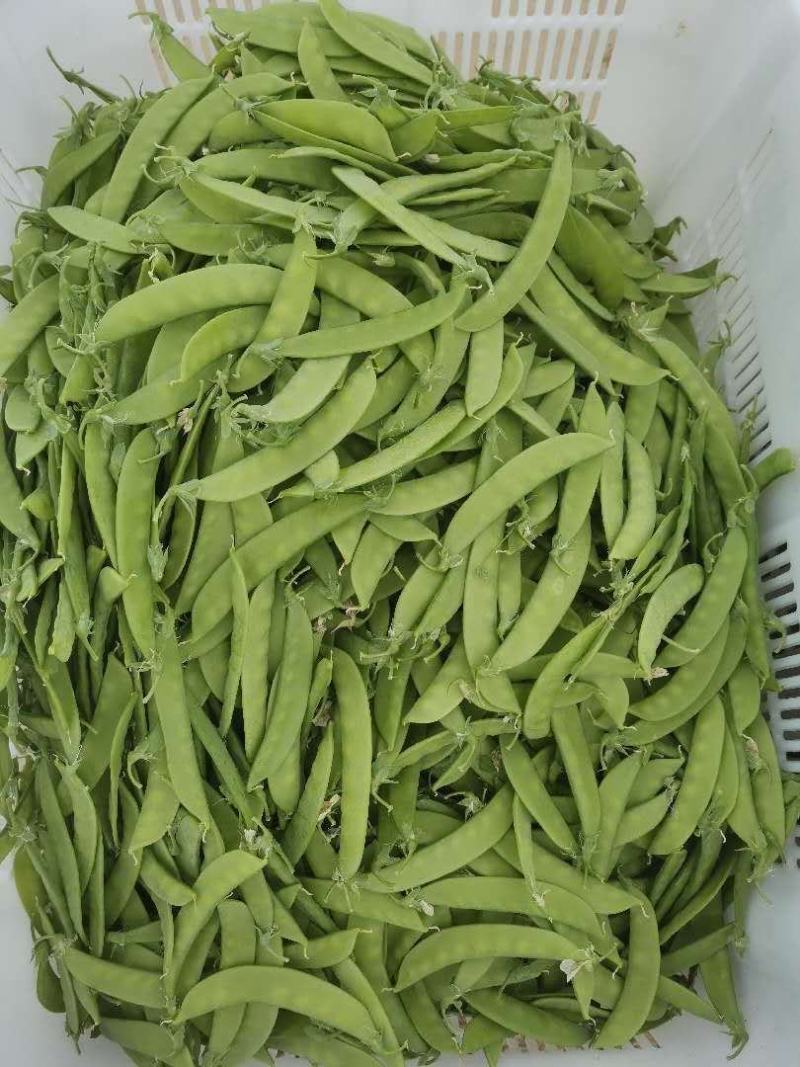 何兰豆