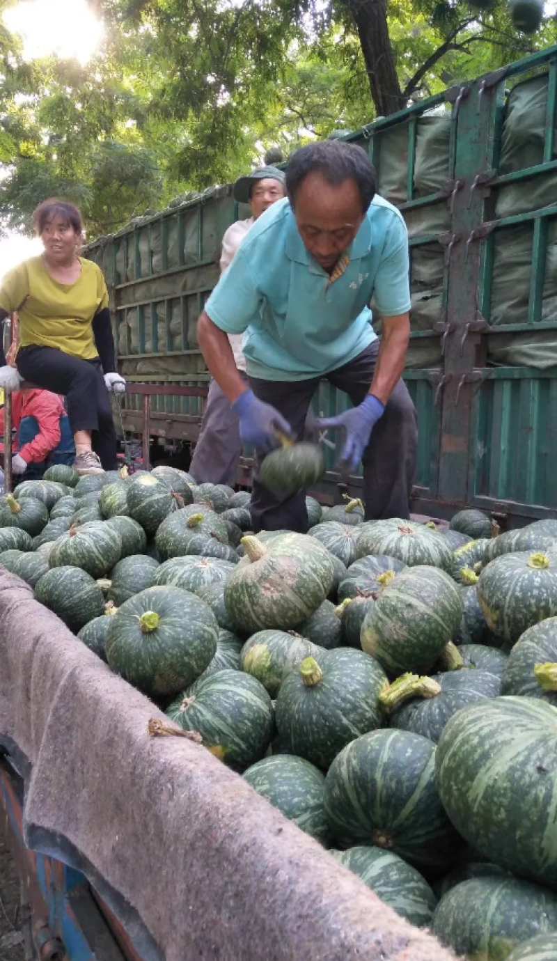 板栗南瓜.大量供应产地直发质量保证欢迎来电咨询