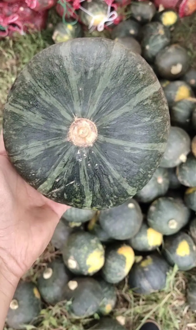板栗南瓜.大量供应产地直发质量保证欢迎来电咨询