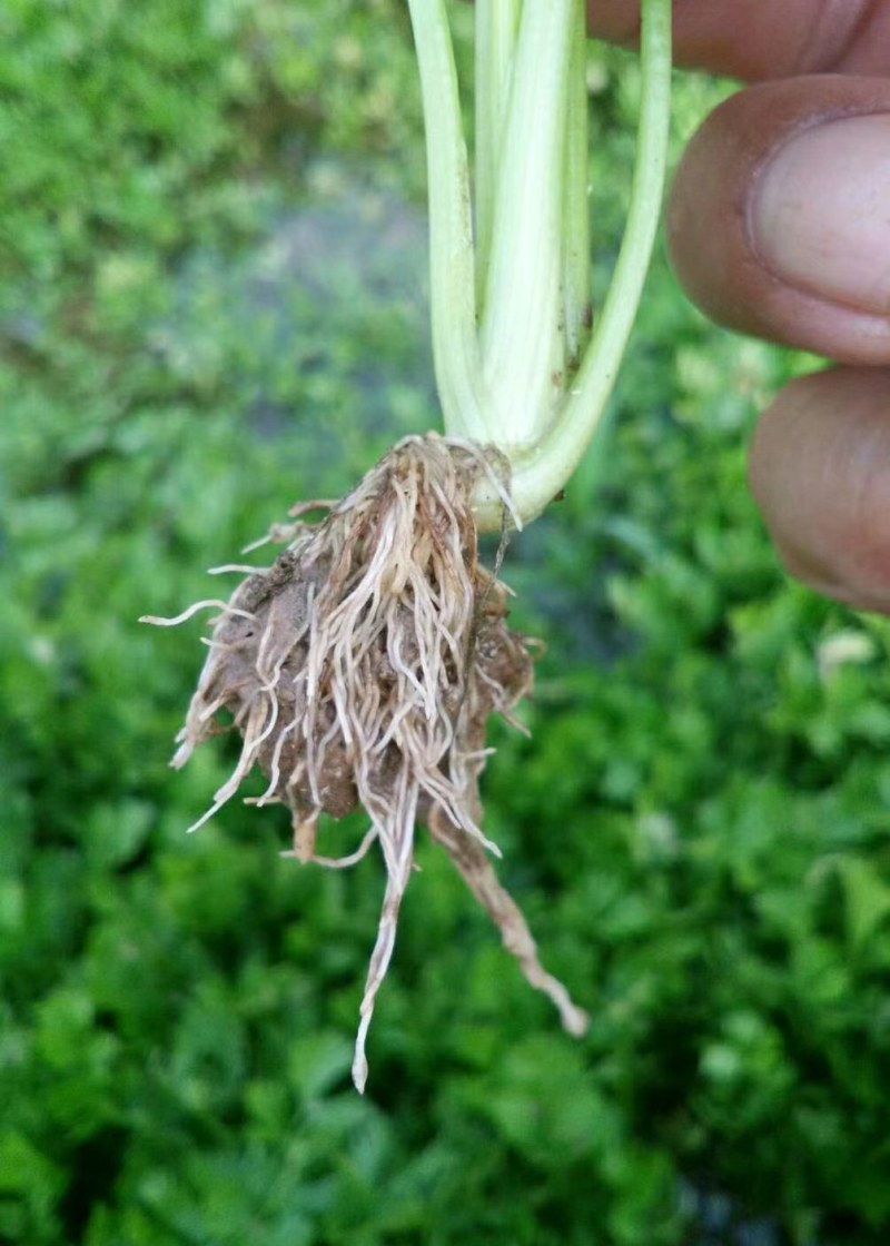 河南省滑县芹菜苗基地供应法国皇后芹菜苗货源充足