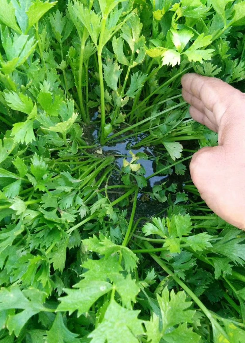 河南省滑县芹菜苗基地供应法国皇后芹菜苗货源充足