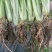 河南省滑县芹菜苗基地供应法国皇后芹菜苗货源充足