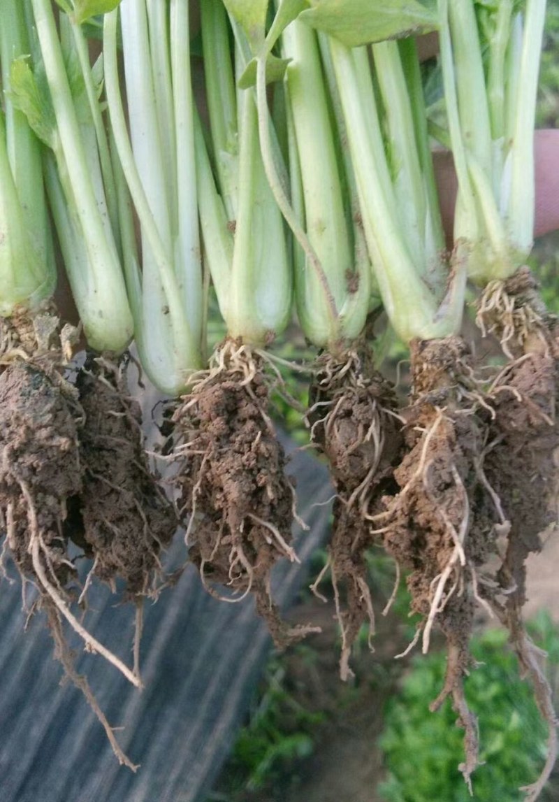 河南省滑县芹菜苗基地供应法国皇后芹菜苗货源充足