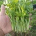 河南省滑县芹菜苗基地供应法国皇后芹菜苗货源充足