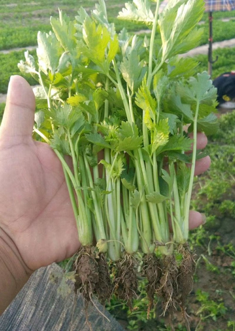 河南省滑县芹菜苗基地供应法国皇后芹菜苗货源充足