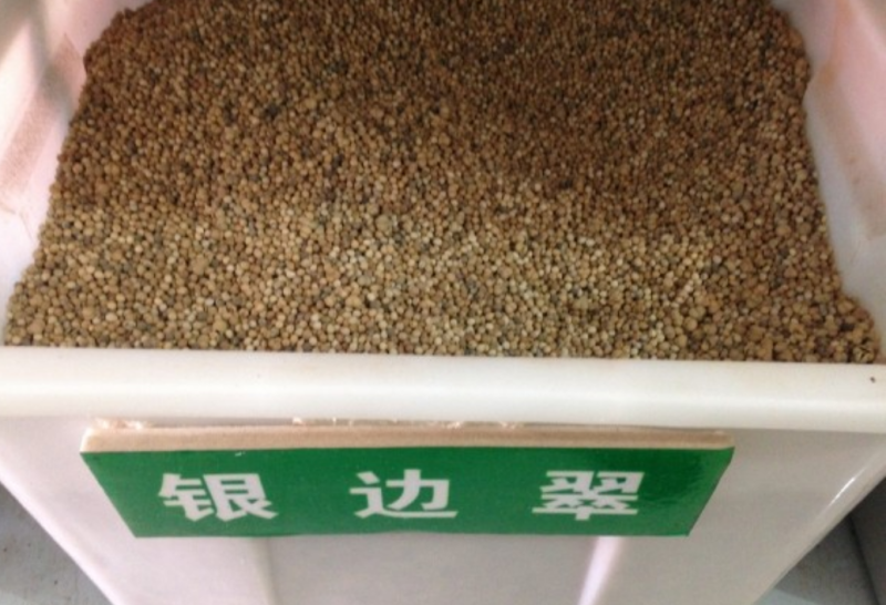 银边翠种子，多年生绿花花海公园种植专用品种