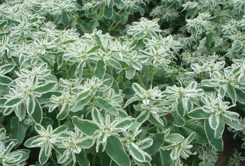 银边翠种子，多年生绿花花海公园种植专用品种