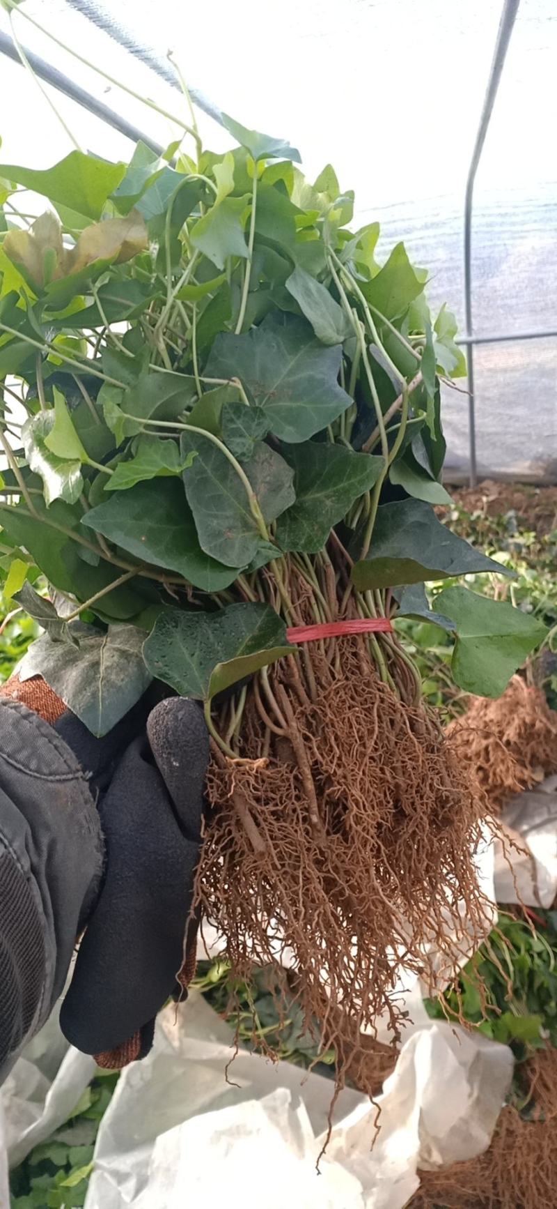 我基地常年供应常春藤床苗，基地发货，可现场看苗工程苗
