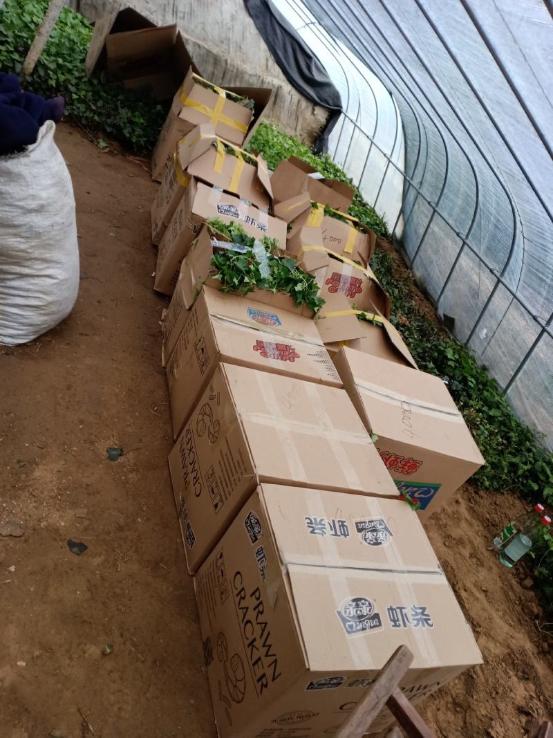 我基地常年供应常春藤床苗，基地发货，可现场看苗工程苗
