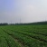 峡山区露地香菜大量上市产地直供一手货源品质保证价格合理