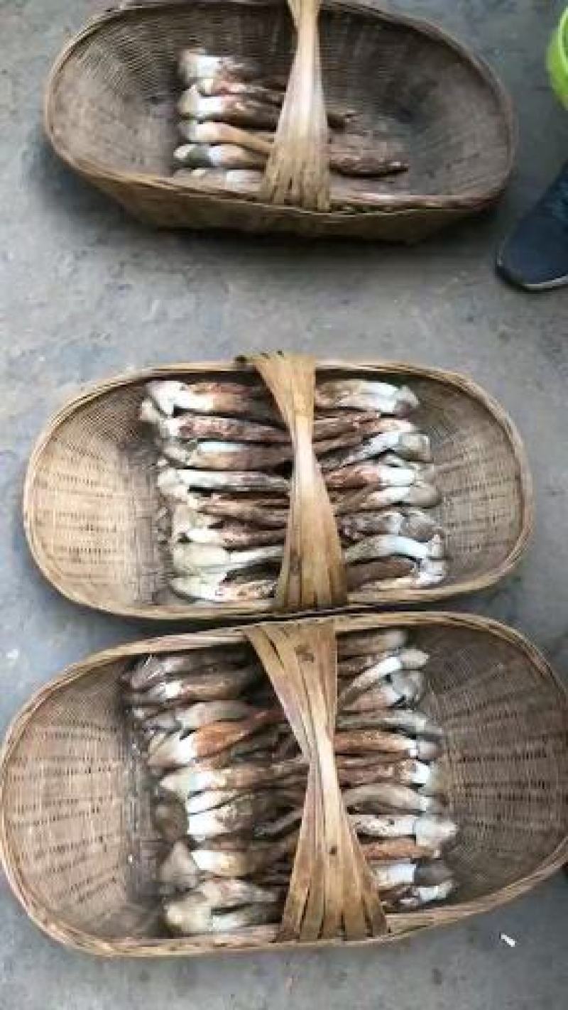 大凉山高档天然野生鸡枞菌，野生鸡枞菌，野生
