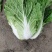 黄心白菜白菜心黄嫩货源充足新鲜现货产地直发