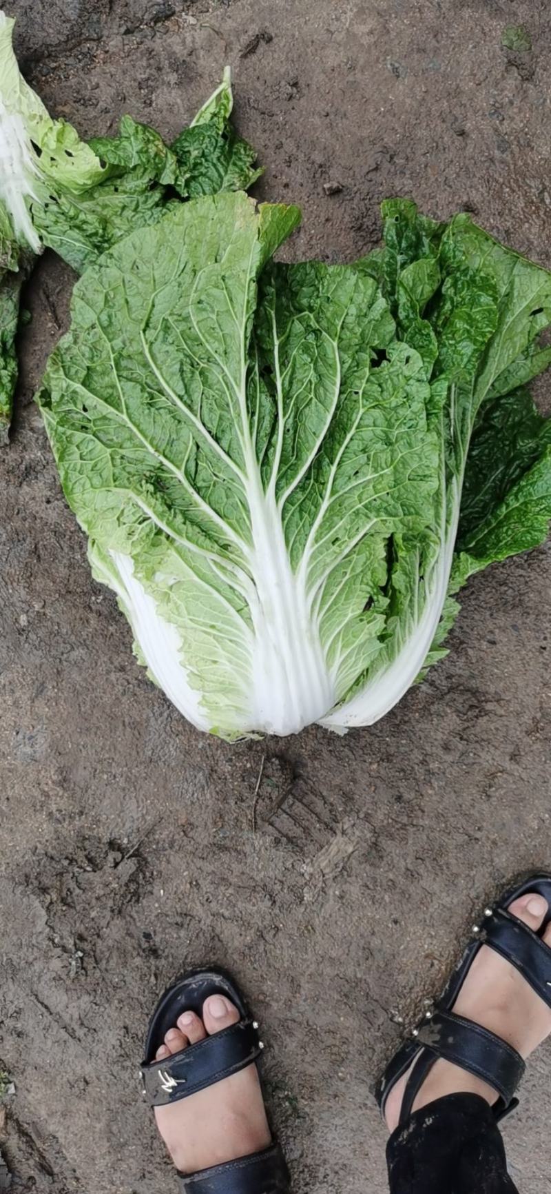 黄心白菜白菜心黄嫩货源充足新鲜现货产地直发