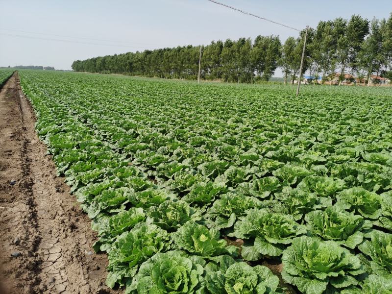 黄心白菜白菜心黄嫩货源充足新鲜现货产地直发