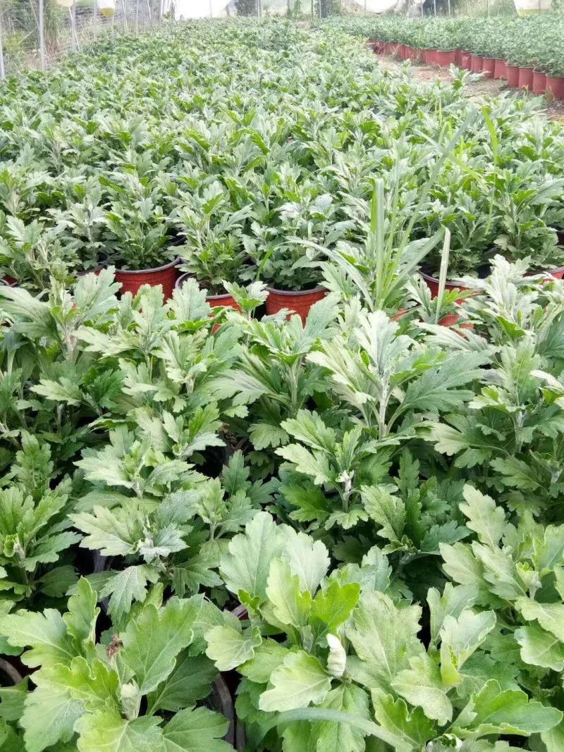 菊花苗大花菊花苗荷兰菊大菊花千头菊盆栽基地直发可视频看货