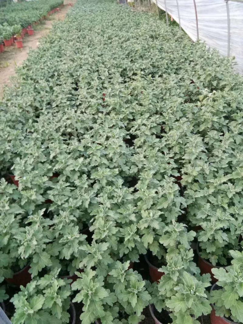 菊花苗大花菊花苗荷兰菊大菊花千头菊盆栽基地直发可视频看货