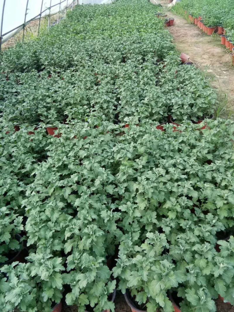 菊花苗大花菊花苗荷兰菊大菊花千头菊盆栽基地直发可视频看货