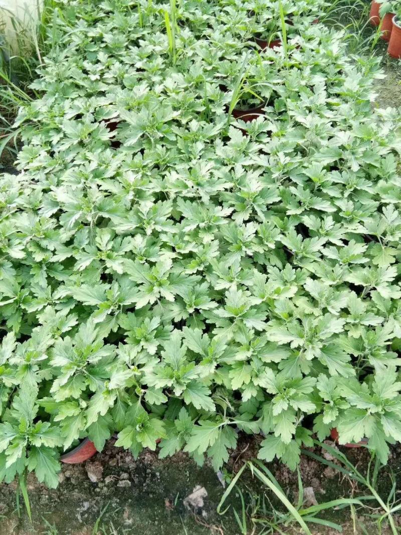 菊花苗大花菊花苗荷兰菊大菊花千头菊盆栽基地直发可视频看货