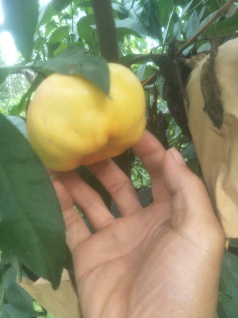 油潘桃