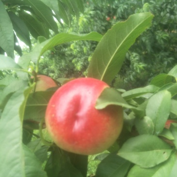 中油20