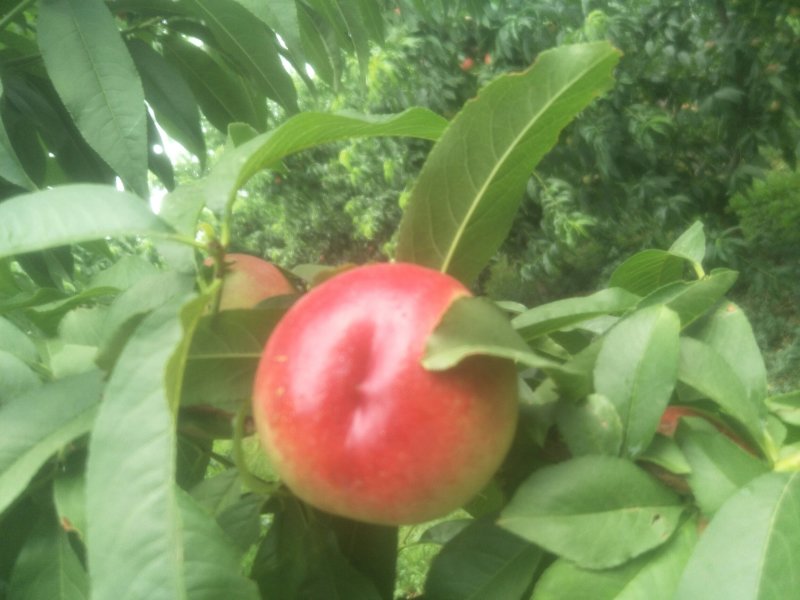 中油20