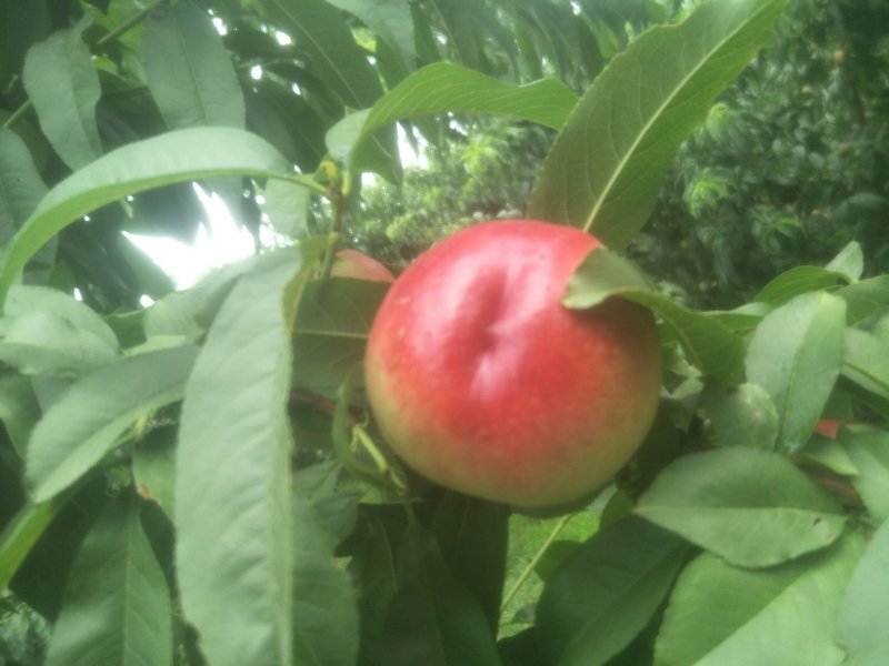 中油20