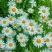 野菊花种子菊花种籽多年生花卉盆栽庭院花园