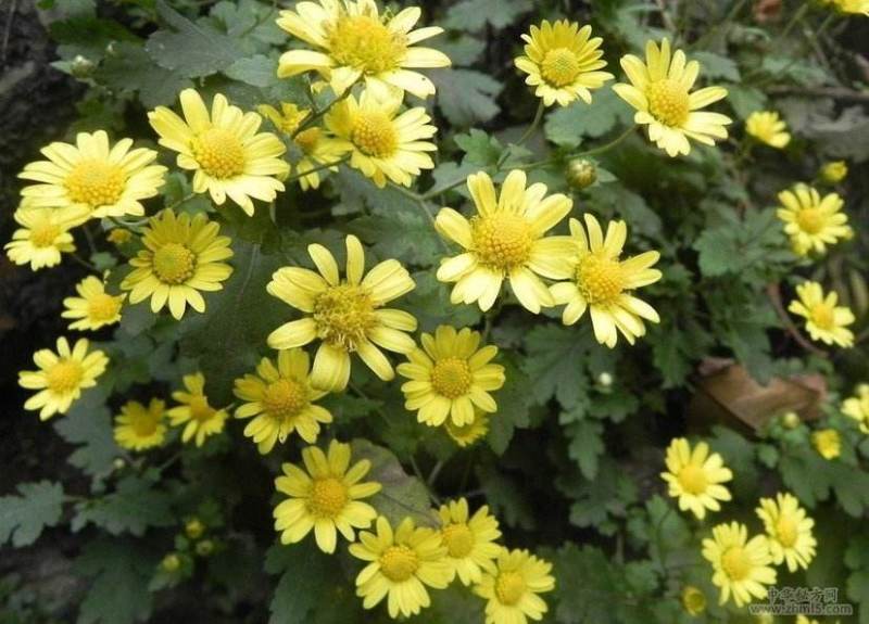 野菊花种子菊花种籽多年生花卉盆栽庭院花园