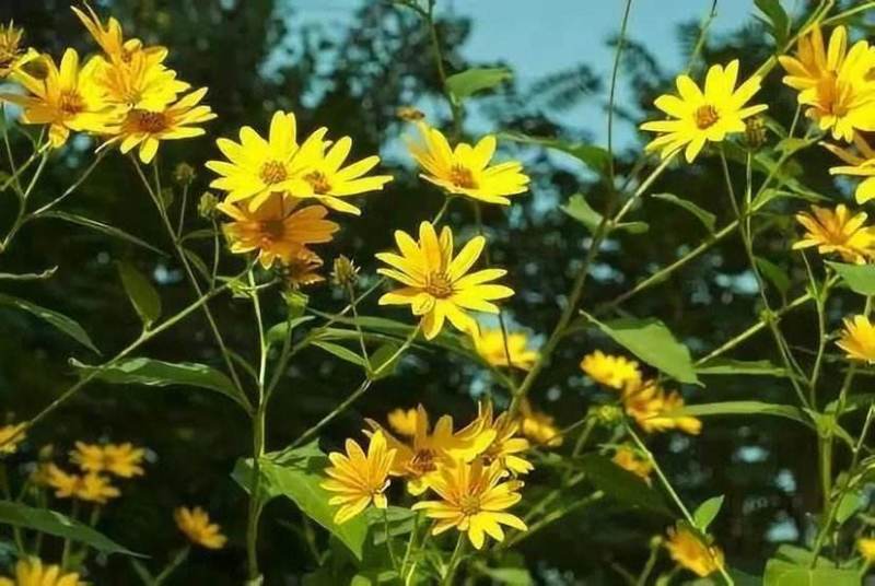 野菊花种子菊花种籽多年生花卉盆栽庭院花园