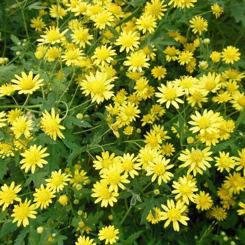 野菊花种子菊花种籽多年生花卉盆栽庭院花园