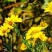 野菊花种子菊花种籽多年生花卉盆栽庭院花园