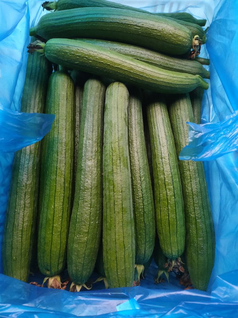 精品油皮香丝瓜价格不高