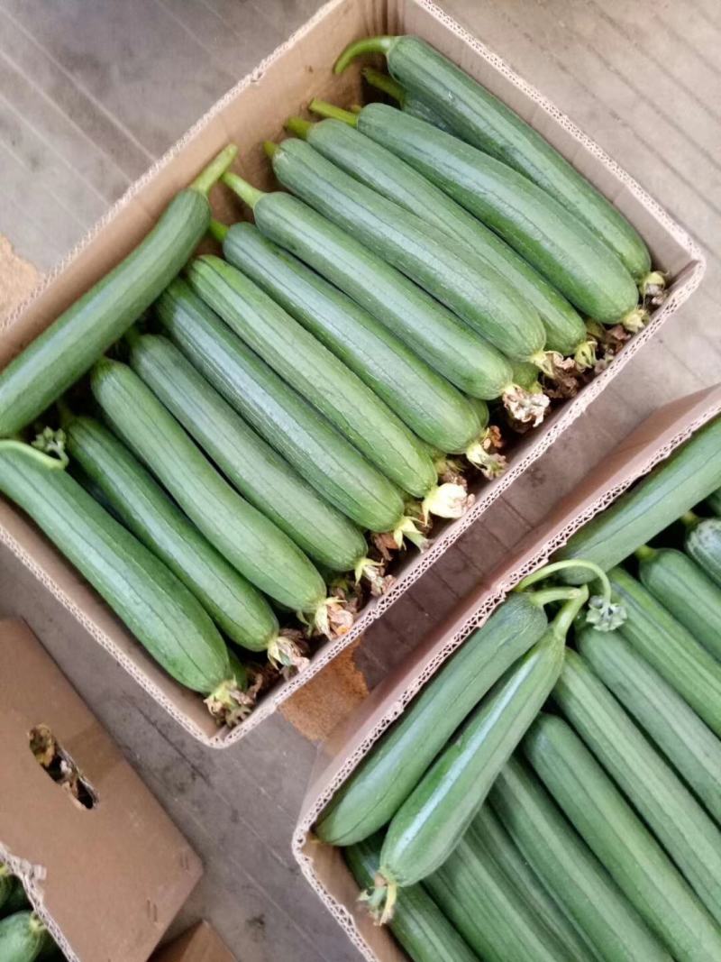 精品油皮香丝瓜价格不高