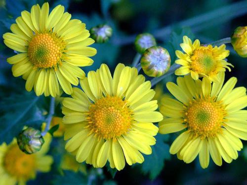 野菊花种子菊花种籽多年生花卉盆栽庭院花园