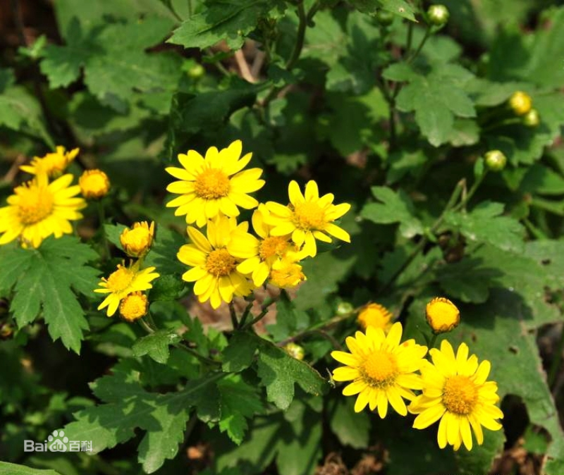 野菊花种子菊花种籽多年生花卉盆栽庭院花园